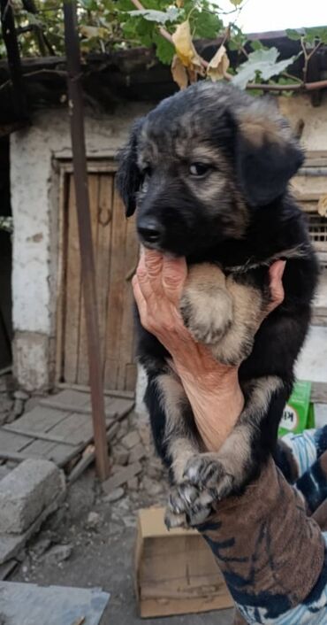 продаю связи с переездом: Собака даром: Дворняжка, 2 месяца, Самка, С прививкой