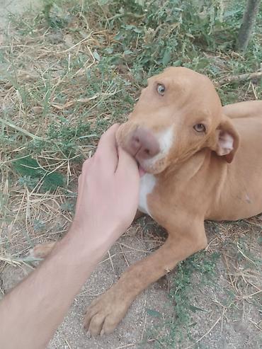tap. az ov itleri: Pitbul, 3 ay, Dişi — 2