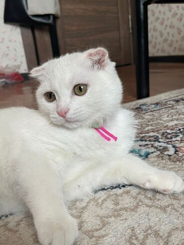 котенок белый: Продается котенок шотландская вислоухая. Девочка 3,5 месяца. Прививки