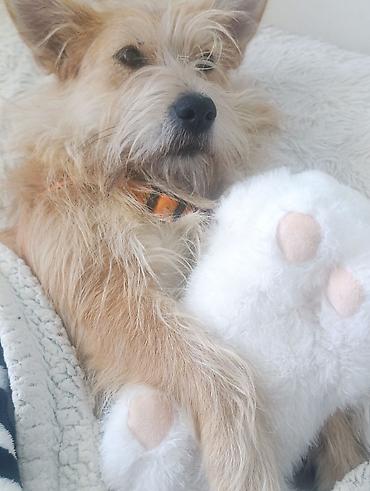 Другие услуги: 🐾 Лапки под присмотром — забота, как для своих.🐾 Я няня для ваших — 12