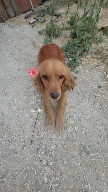 acana корм: Koker spaniyel, 2 il, Dişi, Ödənişli çatdırılma — 1