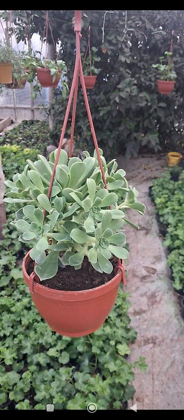 kala gulune qulluq: Sukkulent – Echeveria tipli dekorativ bitki (qara plastik saksıda) - — 7