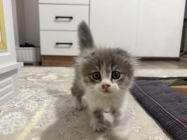 Шотландский вислоухий котёнок (длинношёрстный), окрас: серый с белым