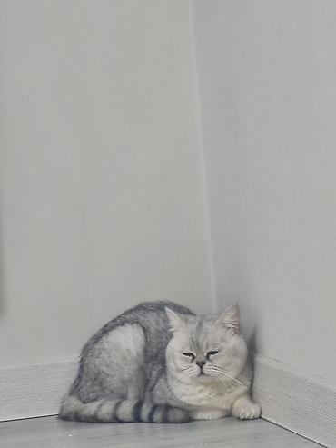 шиншилла кот: Продается очаровательный котенок! Порода: Британская шиншилла (окрас — 2