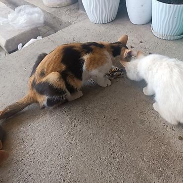 kitten: Кошку и котенка. отдам даром. хорошие руки — 1