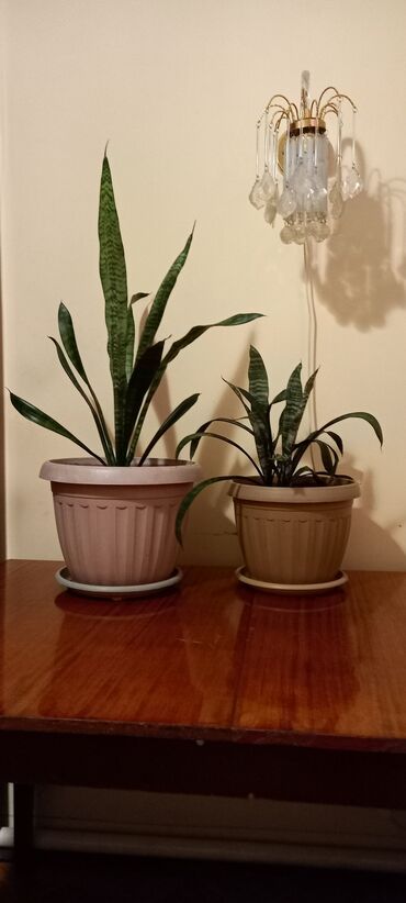 купить вьющиеся розы: Сансевиерия (Sansevieria, «щучий хвост») в горшках. - Два комнатных