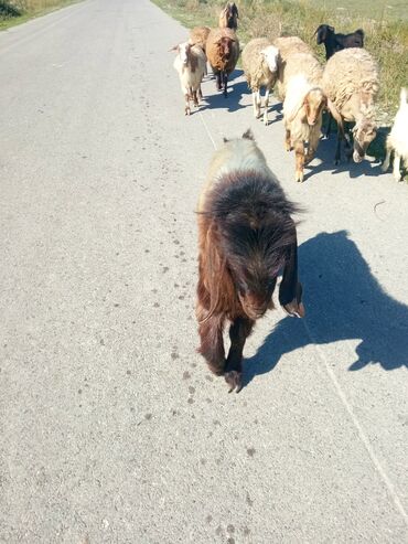 Keçi, çəpiş: Qoyun-keçi sürüsü üçün erkək keçi (ehtimalən yerli/anglo-nubian tipli — 2