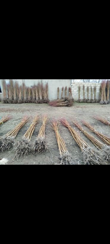 Tinglər: Məhsul: Şaftalı və nektarin tingləri, həmçinin məhsul nümunələri - — 3