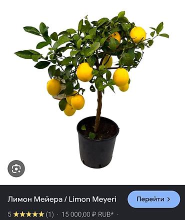 лимонное масло: Лимон Мейера (Limon Meyeri) в горшке - Компактное цитрусовое дерево — 1
