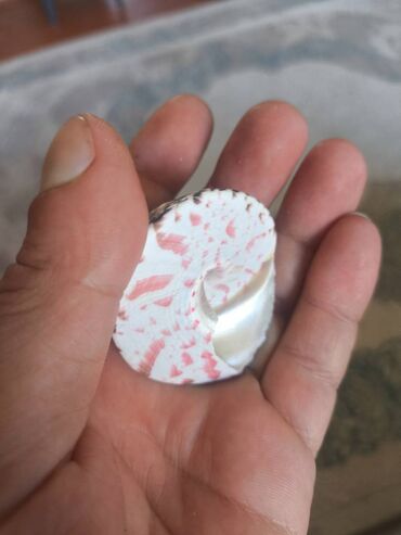 Digər ev dekoru: 1. Növ və nadirlik: • Soldakı və sağdakı hamar, qəhvəyi naxışlı — 10