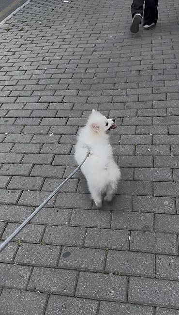pomeranian: Şpitz, 7 ay, Dişi, Peyvəndli — 8