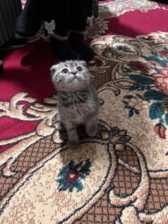 французский бульдог сколько стоит: Продаю котят Шотландских породы