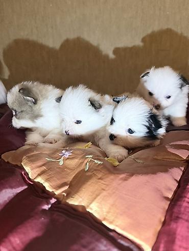 İtlər: Şpitz, 2 ay, Dişi — 4