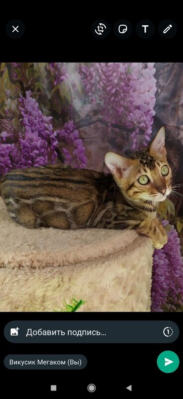 Продажа кошек: Друзья !! в проф питомнике Бен Гла Мур новые детки .Бенгальские котята — 6