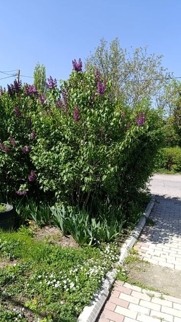 розы на штамбе: Көчөттөр гүлдүн: Сирендер