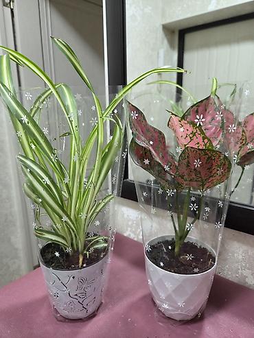 Монстеры: Монстера делициоза (Monstera deliciosa) в горшке - Эффектное — 24