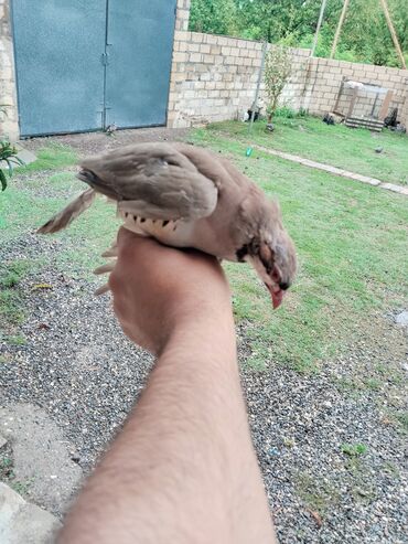 Balıqlar: Növ: Dağ kəklikləri (Alectoris chukar) Xüsusiyyətlər: - Qırmızı