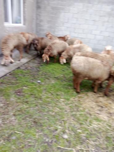 Баран, овца: Продаю | Баран (самец) | Для разведения — 10