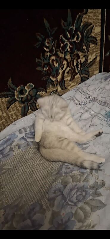 Pişiklər: Britan, Dişi, Yaxşı əllərə, Ödənişli çatdırılma — 5