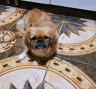 heyvan evi: Pekines, 1 il, Dişi, Peyvəndli, Ödənişli çatdırılma — 1
