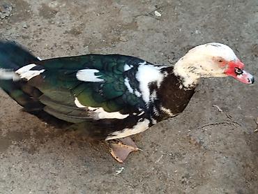 Ördəklər: Heyet balaca olduqdan satram 260 manata 12 dənədi 2 Erkey 10 dişi — 10