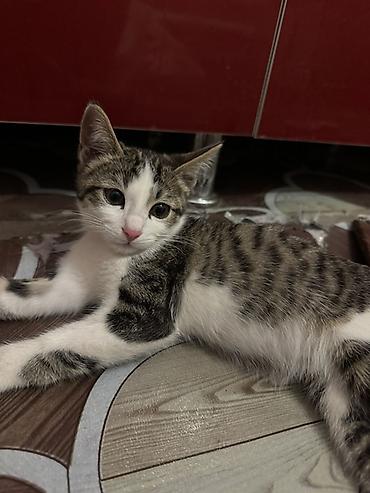 трехцветный кот мальчик: 5 месяцев, Мальчик, Приучена к лотку — 2