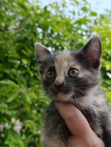 Коты: Пристраивается в заботливые руки котёнок, девочка, 2 месяца, к лотку