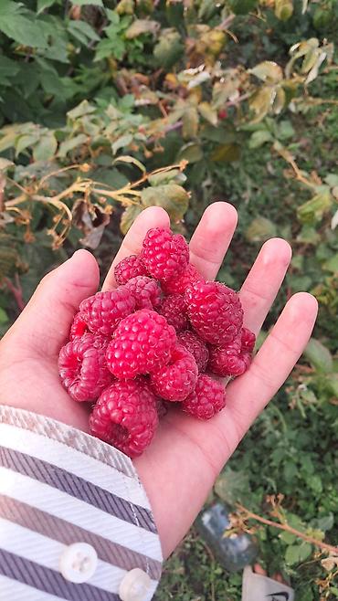 Малина: Малина — 8