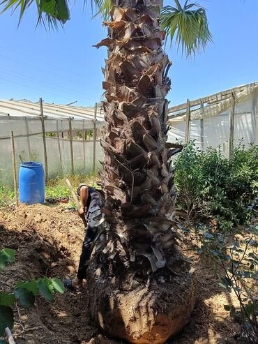 Ağaclar: Orginal Vaşinqton palmalar 10-12-illik 6-7 metrlikdi. qiymətdə — 4