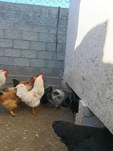 Куры, петухи: Продаю | Петух, Куры | Домашняя | На забой, Несушки, Для разведения — 19