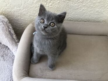 Pişiklər: Şotland, Dişi, Erkək, Ünvandan götürmə — 24