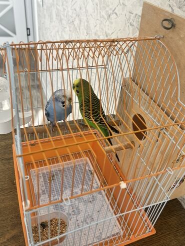 Tutuquşları: Hazır cüt iki dene tutu quşular qefesi yuvası ile bir yerde satılır — 9