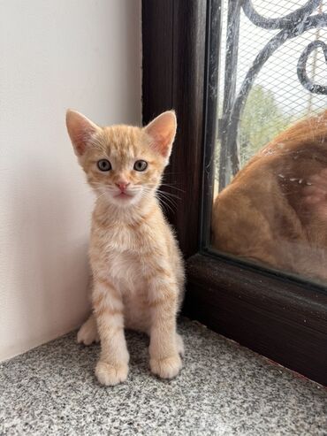 передержка кошек в баку: Yaxşı əllərə