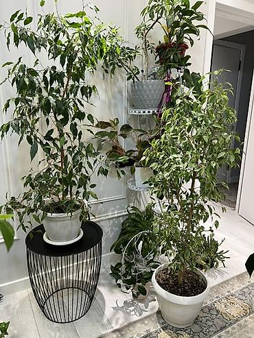 Драцены и Сансевиерии: Доставка по городу бесплатно . Адаптированные пересаженные Комнатные — 28