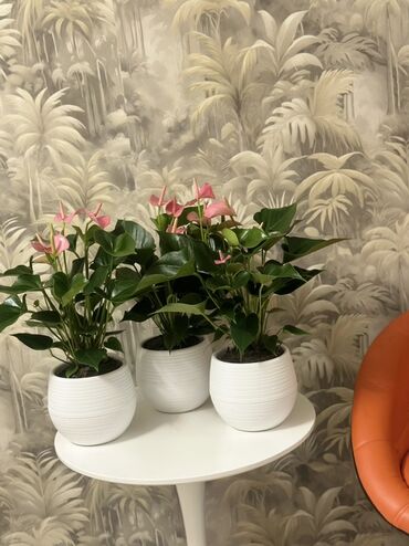 купить письменный стол для школьника бу: 🌸 САТЫЛАТ – Антуриум гүлдөрү! 🌿 Үйүңүздү же кеңсеңизди кооздоп, абаны