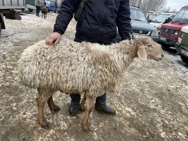 Бараны, овцы: Продаю | Баран (самец) | На забой, Для разведения