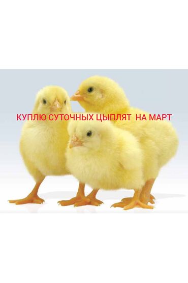 породистые куры купить: Продаю | Петух, Инкубационные яйца, Цыплята | Домашняя, Бройлерная, Полубрама | На забой, Для разведения, Несушки