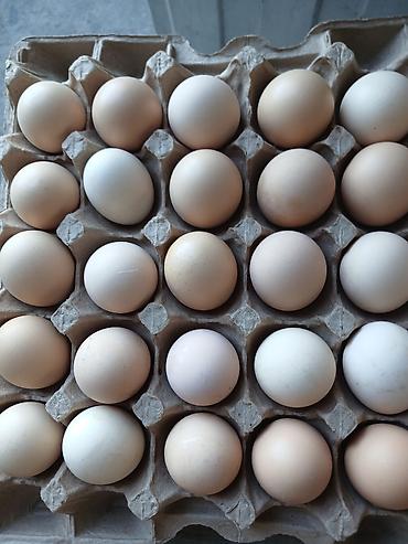 Молочные продукты: Яйца Подсолнечное масло перепелиные яйца — 2