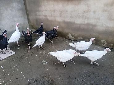 hind quwu: Məhsul: Qaz və hind toyuqları (qarışıq sürü) Təsvir: - Ağ qazlar — 2