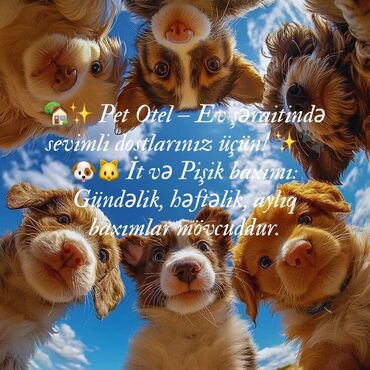 ремонт и строительство домов: Pet Otel – Ev şəraitində sevimli dostlarınız üçün! - İt və pişik