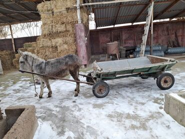 Другие с/х животные: Продаётся уступка есть