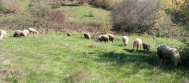 Qoyunlar, qoçlar: Dişi, Romanov, Qala, il: 1, 1 kq, Damazlıq, Südlük, Rayonlara çatdırılma, Ünvandan götürmə, Pulsuz çatdırılma — 11