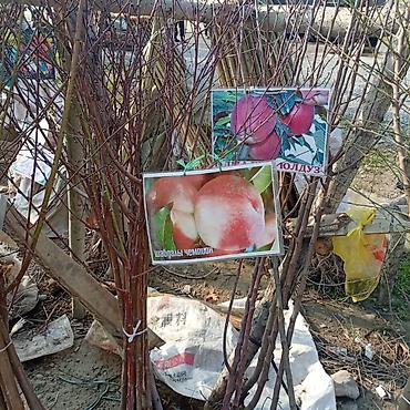 Яблоня: Саженцы плодовых культур — ассортимент сортов Предлагаются саженцы — 5