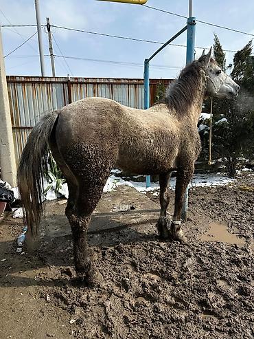 Продажа коттеджей и домов: Семиз Айгыр сатылат 2 асый — 2