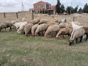 Inəklər, öküzlər: Dişi, il: 4, Damazlıq, Südlük, Ətlik, Ödənişli çatdırılma