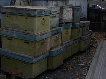 ит кыргыз добот: Улья 15 штук, почти все с рамками в хорошем состоянии