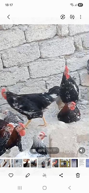 Toyuq, Damazlıq lalafo.az -da Toyuq, Damazlıq