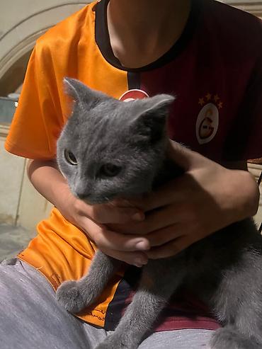 ucuz bala pişiklər: Şotland yastı qulaq — 2
