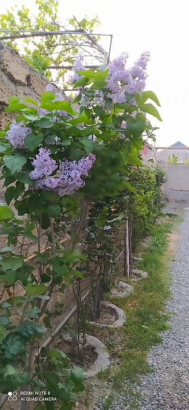 Həyət evləri və villaların satışı: 4 otaqlı, 4 kv. m — 1