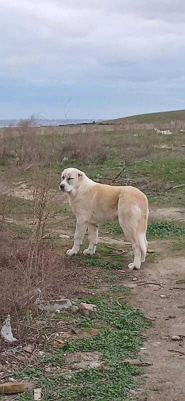 İtlər: Qurdbasar, 4 ay, Dişi — 7